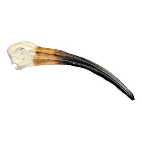 Replica Scarlet Ibis Skull - 113.0031 g