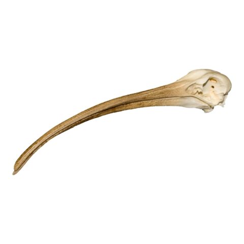 Replica Scarlet Ibis Skull - 454.0082 g