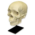 Replica Human Skull – African Male