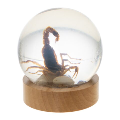 Real Scorpion and in Acrylic Globe