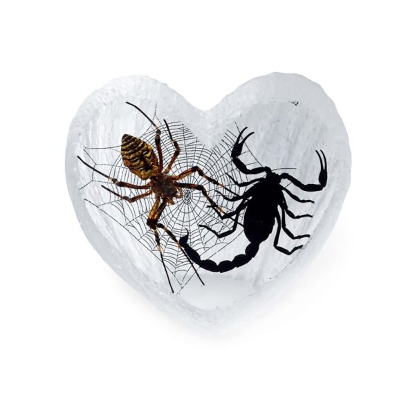 Real Acrylic Spider and Scorpion Paperweight – Heart