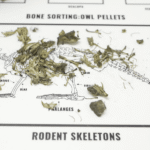 Owl Pellet Kit