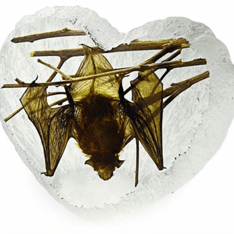Real Acrylic Hanging Bat Paperweight - Heart