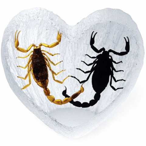 Real Acrylic Gold and Black Scorpion Paperweight - Heart