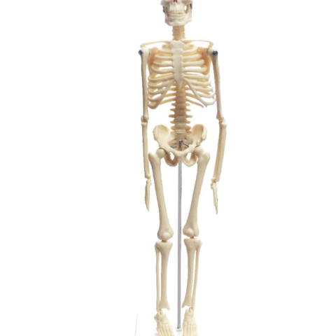 Replica Human Anatomy Kit with Carrying Case - Skeleton, Torso and Skull (Economy)