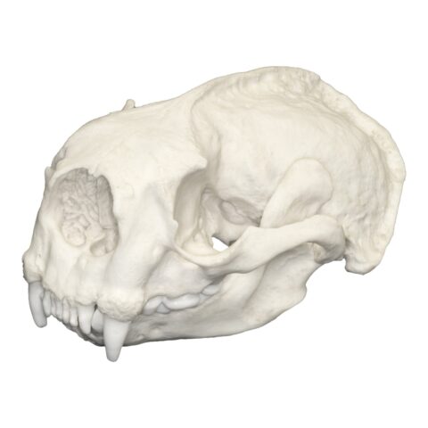Replica Sea Otter Skull