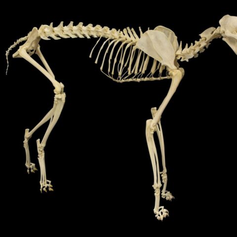 Real Serval Skeleton - Articulated