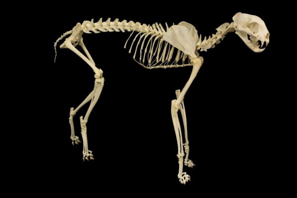 Real Serval Skeleton – Articulated