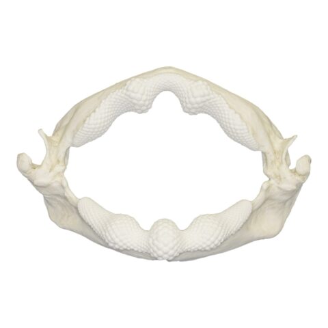 Replica Shark Ray Jaw
