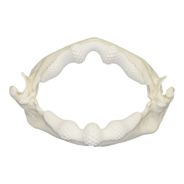 Replica Shark Ray Jaw