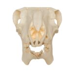 Replica Sheep Skull