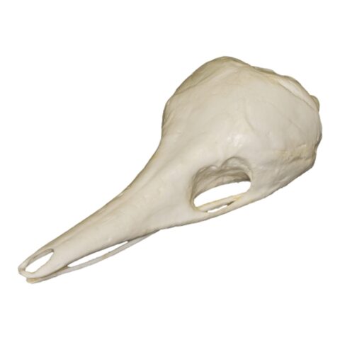 Replica Short-beaked Echidna Skull - Teaching Quality
