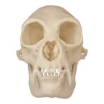 Replica Siamang Skull – Female