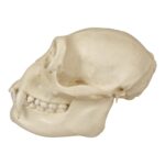 Replica Siamang Skull – Female