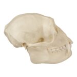 Replica Siamang Skull – Female