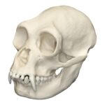 Replica Siamang Skull – Female