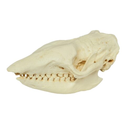 Replica Six-banded Armadillo Skull