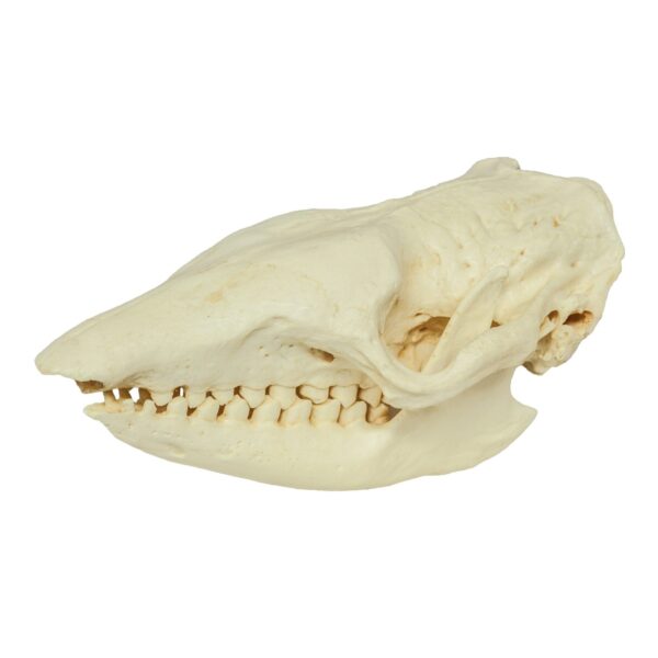 Replica Six-banded Armadillo Skull