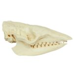 Replica Six-banded Armadillo Skull