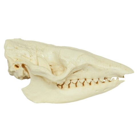 Replica Six-banded Armadillo Skull
