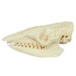 Replica Six-banded Armadillo Skull