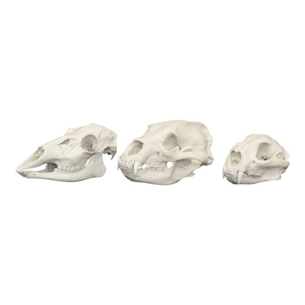 Replica Comparative Skull Kit – North American Dietary