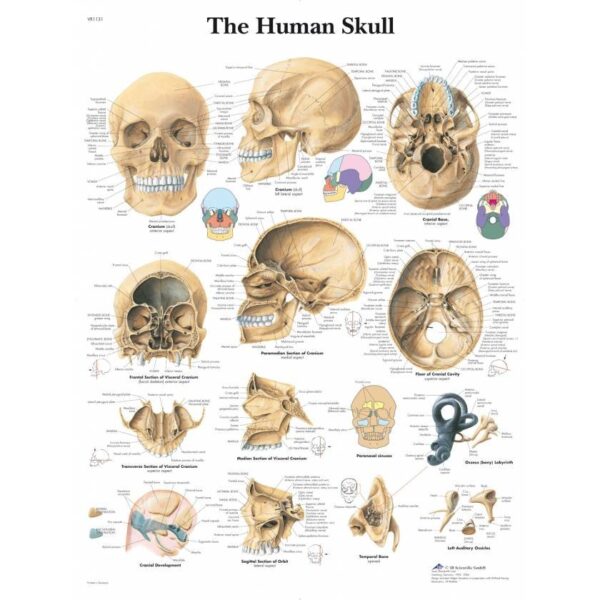 Human Skull Chart – Laminated