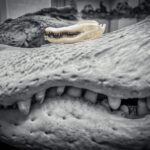 SKULLIES – Miniature American Alligator Skull