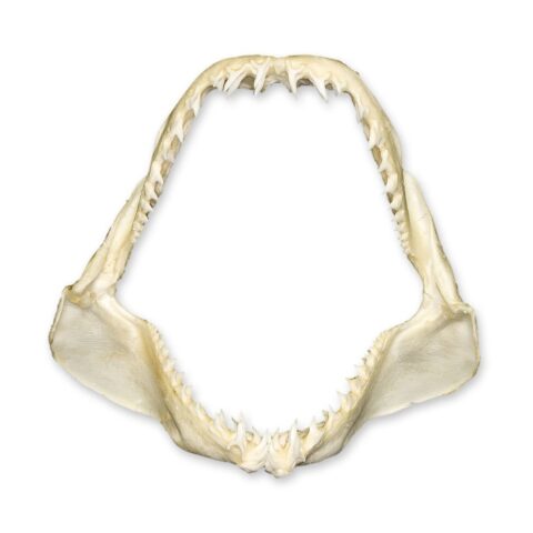Real Shark Jaw - Multiple Sizes