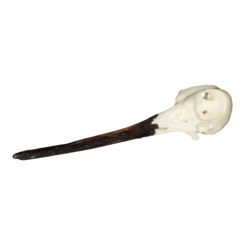 Replica Snipe Skull