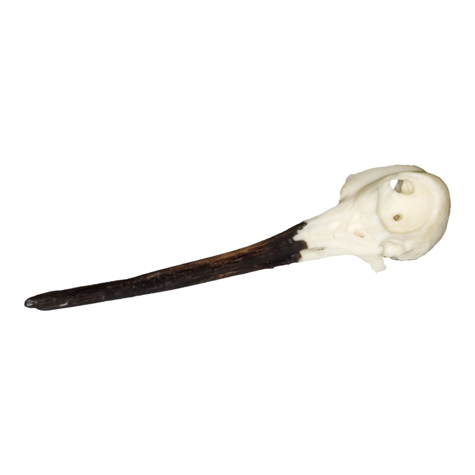 Replica Snipe Skull