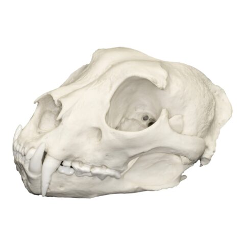 Replica Snow Leopard Skull