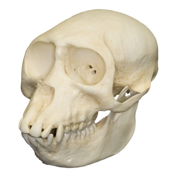 Replica Sooty Mangabey Skull – Female
