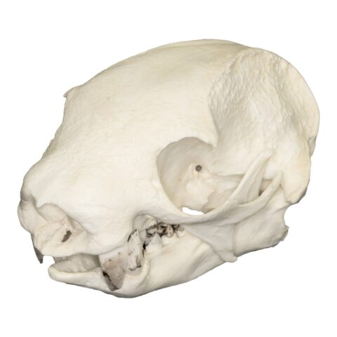 Replica Southern Two-toed Sloth Skull