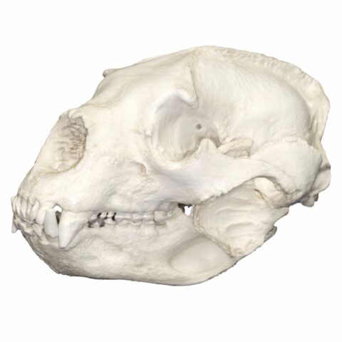 Replica Spectacled Bear Skull