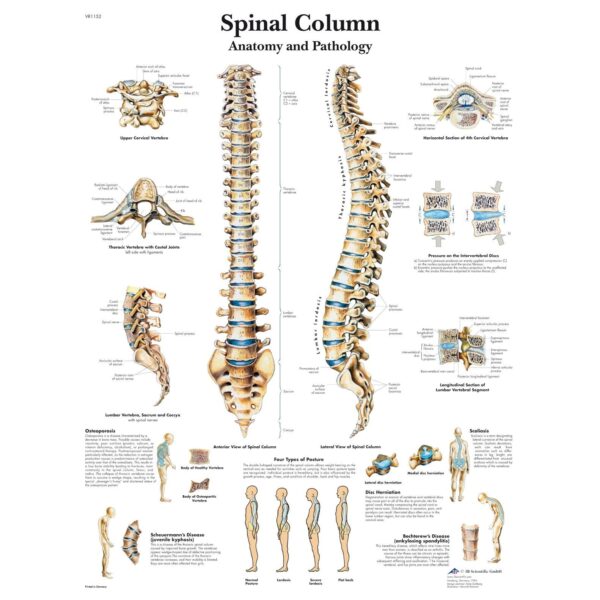 Spinal Column Chart – Laminated