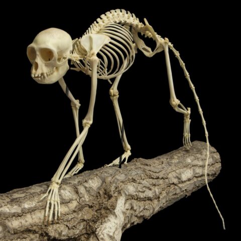 Real Greater Spot-nosed Monkey Skeleton - Articulated