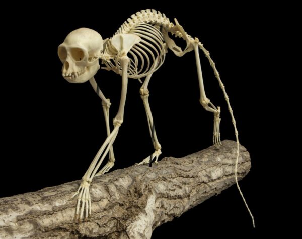 Real Greater Spot-nosed Monkey Skeleton – Articulated
