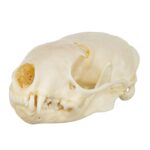 Real Western Spotted Skunk Skull