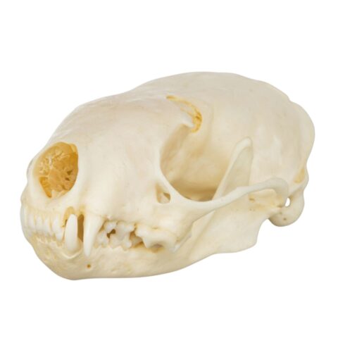 Real Western Spotted Skunk Skull