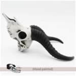 Springbok Skull Replica