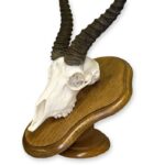 Skull Plaque