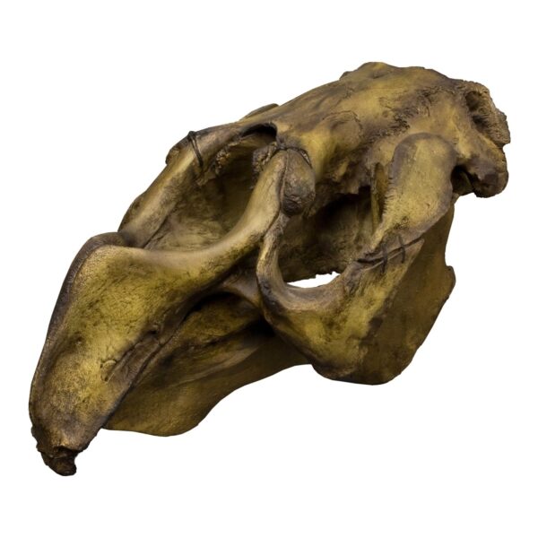 Replica Steller’s Sea Cow Skull