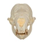 Replica Steller Sea Lion Skull (Female)