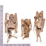 Real Straw-colored Fruit Bat Skeleton – Dried