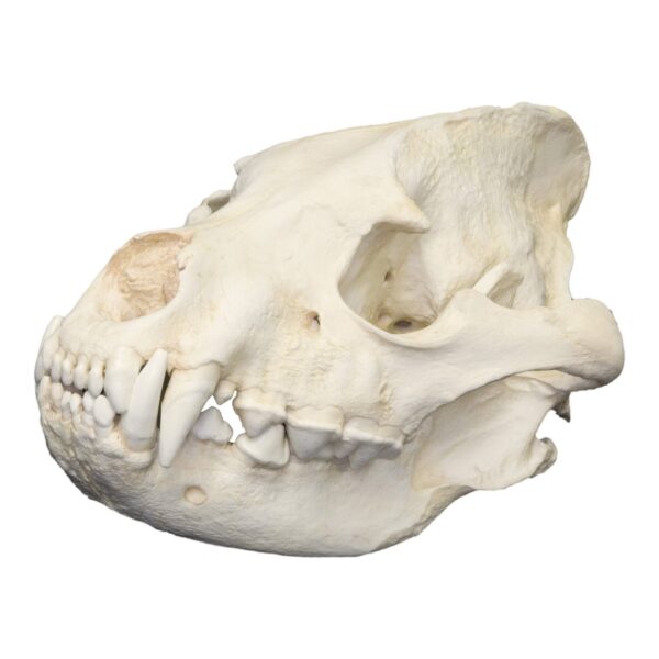 Replica Striped Hyena Skull – Male