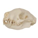 Replica Striped Skunk Skull