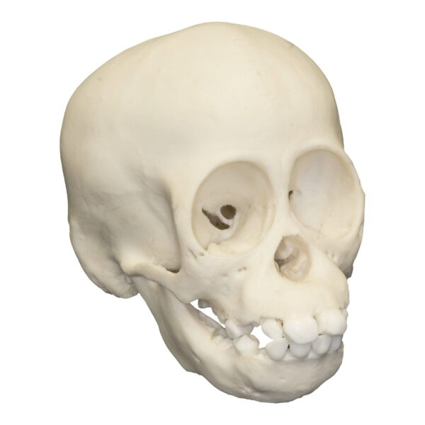 Replica Sumatran Orangutan Skull – Infant