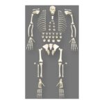 Replica Sumatran Orangutan Skeleton