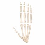 Replica Sumatran Orangutan Hand